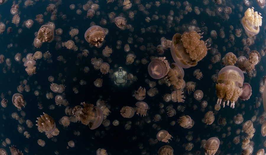 2ème prix - paysage sous-marin. © Nat Sumanatemeya / UNworldoceansday.org
