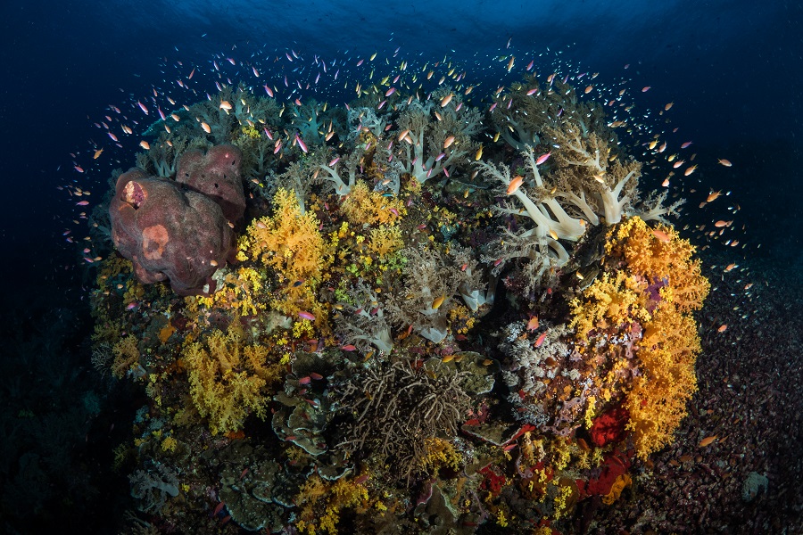Sous la surface, les récifs coralliens aux mille couleurs explosent de vie et défilent à perte de vue avec une biodiversité saisissante ! 