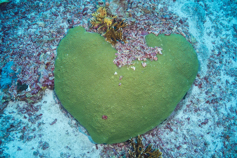 À Tubbataha, les récifs sont en pleine santé ! il y a des signes qui ne trompent pas. Comme un clin d'oeil à Dame Nature... © Anthony Leydet