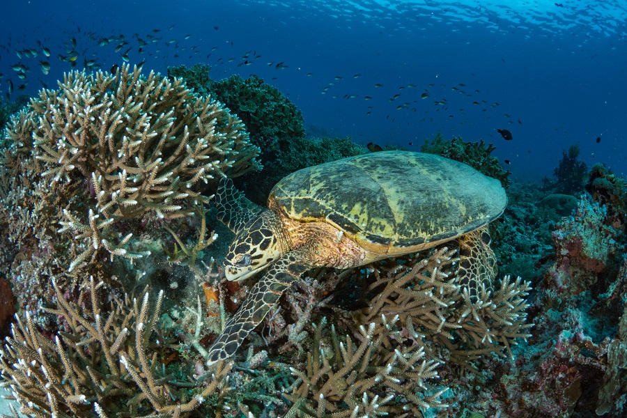 Une tortue imbriquée fait de ce corail acropore son déjeuner. Son puissant bec casse les branches desquelles elle se nourrira des polypes. © Anthony Leydet