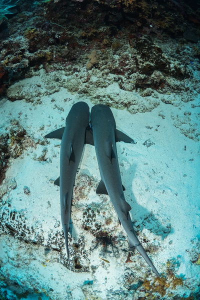 Deux paisibles requins-corail se reposent en toute sérénité sur le sable blanc. © Anthony Leydet