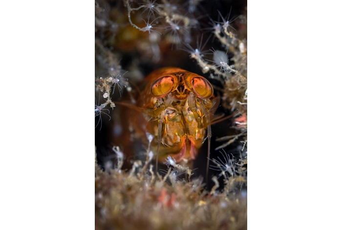 Hippocampe d'or - Expert -Portfolio © Claude Lespagne / Festival de Mayotte 2022