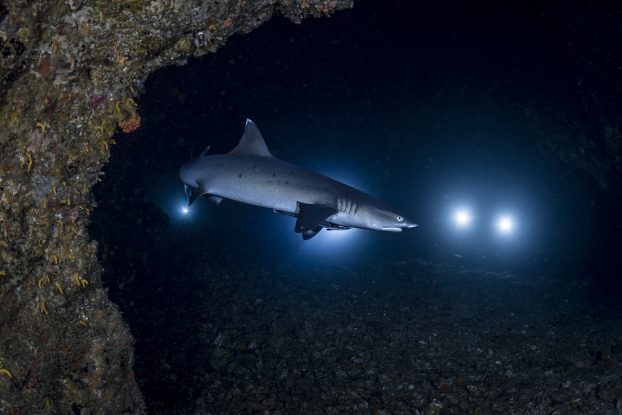 Les requins de récifs sont des résidents de l'île de Gato et l'ouverture du tunnel est leur lieu de patrouille. © Henley Spiers et Jade Hoksbergen