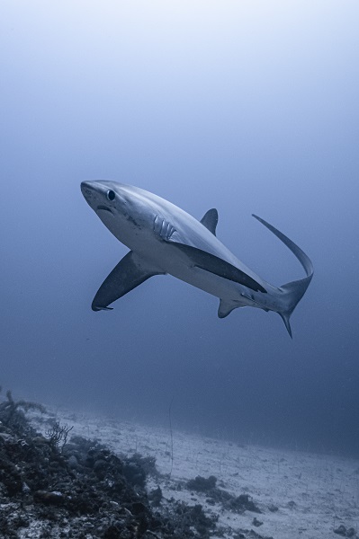 Des trois espèces de requins-renards, le pélagique, avec une jolie teinte bleutée, est celui que l'on rencontre ici. © Henley Spiers et Jade Hoksbergen
