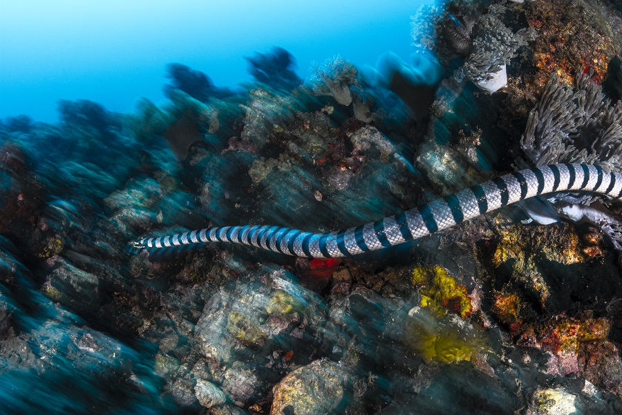 Un serpent marin en chasse sur le récif © Henley Spiers et Jade Hoksbergen