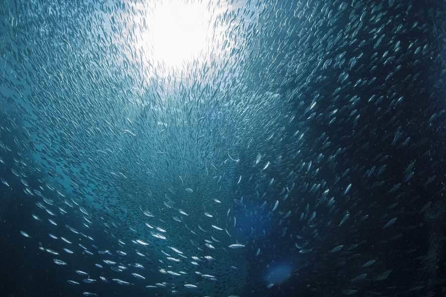 Les sardines forment une boule compacte qui attire toutes sores de prédateurs. © Nicolas Barraqué
