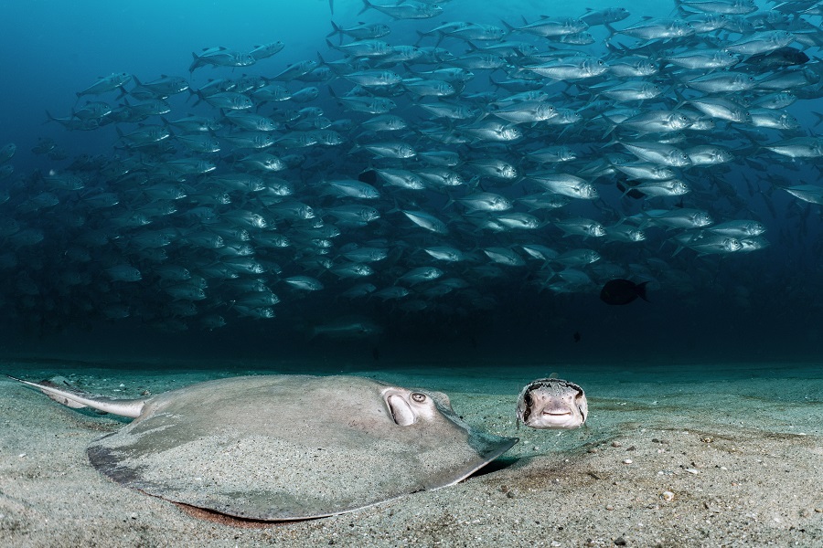 1er prix - paysage sous-marin. © Nicolas Nhah / UNworldoceansday.org