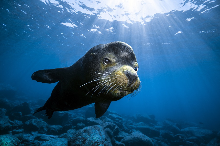 3ème prix - paysage sous-marin. © Damir Zurub / UNworldoceansday.org