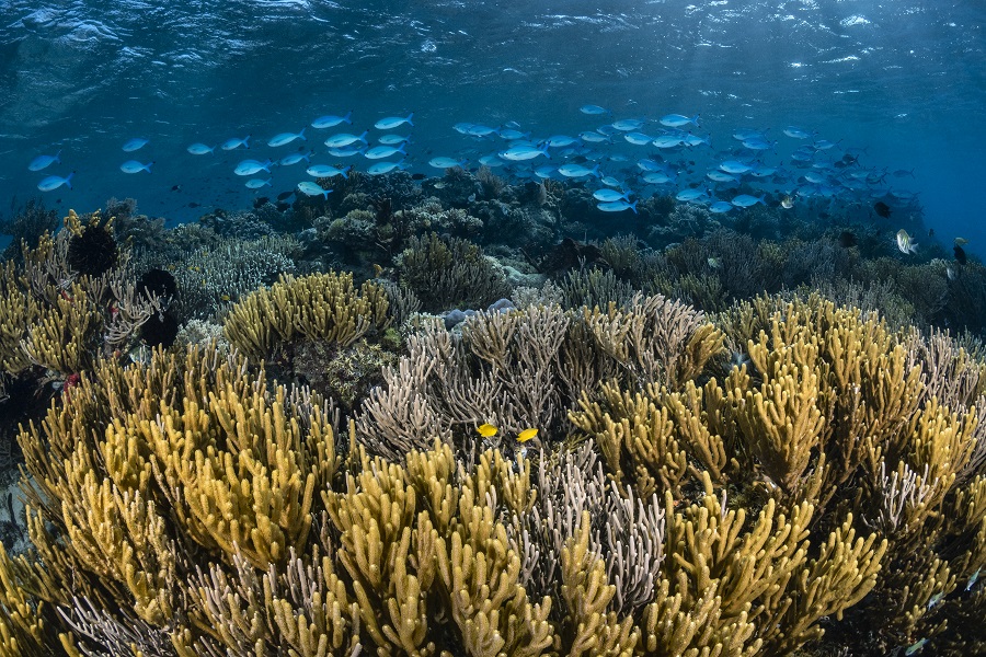 Récifs coralliens pleins de vie à Komodo. © Fabrice Dudenhofer