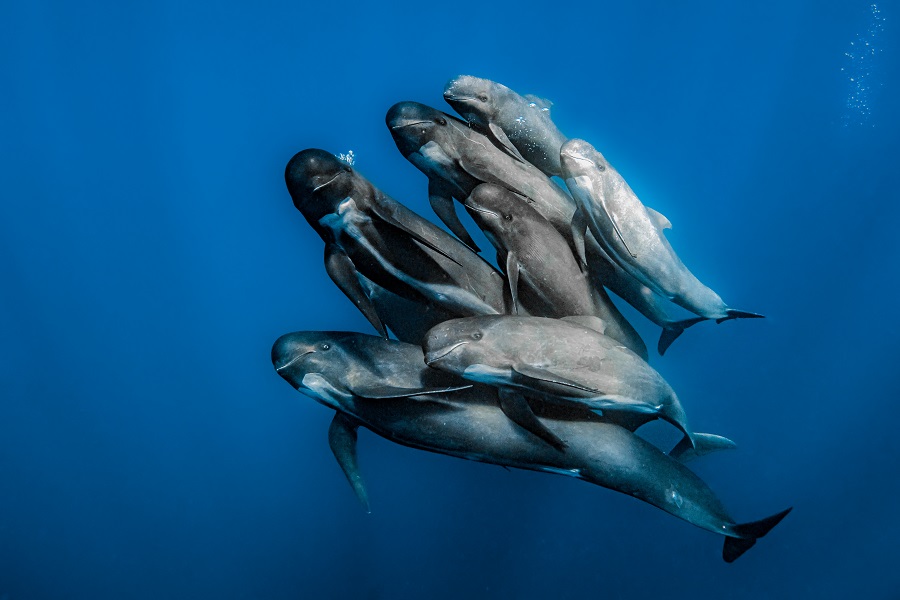 1er prix - Vie sauvage. © Rafael Fernandez Caballero / Ocean photographer of the year