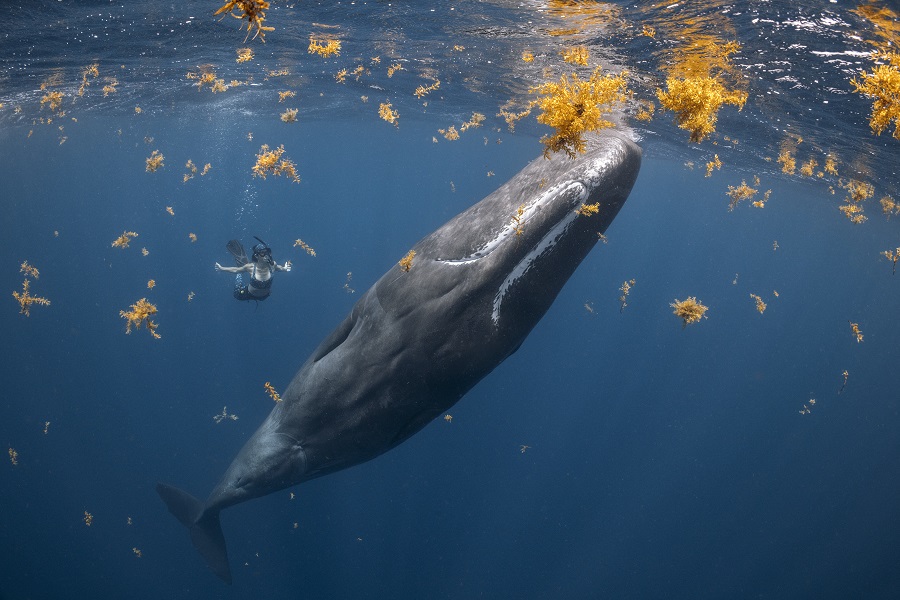 1er prix - Connexion humaine. © Steve Woods / Ocean photographer of the year