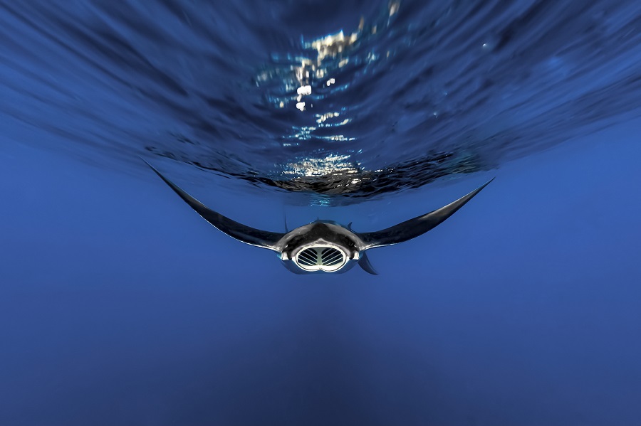 3ème prix - Vie sauvage. © Juan Mizael Polmeque Gonzalez / Ocean photographer of the year