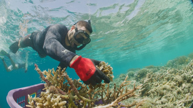Suivez les jardiniers du corail à Raja Ampat. © Kevin Sempé