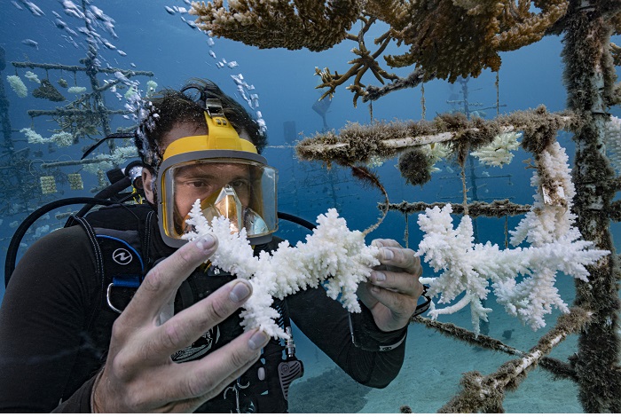Mention honorable - Protection des océans (espoir). © Alexis Rosenfeld / Ocean photographer of the year