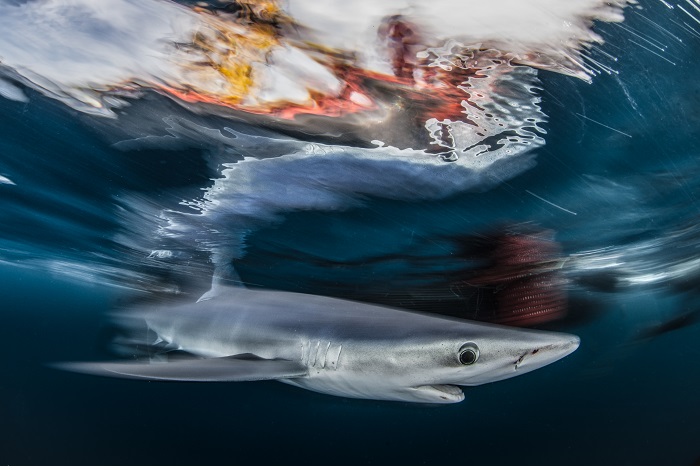 Mention honorable - Vie sauvage. © Dr Nick More / Ocean photographer of the year