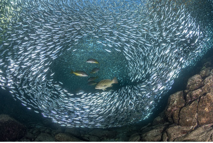 Mention honorable - Protection des océans (espoir). © Franco Banfi / Ocean photographer of the year