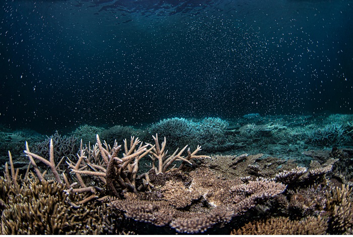 Mention honorable - Protection des océans (espoir). © Ishino Shota / Ocean photographer of the year