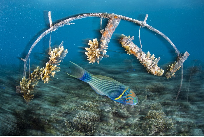 Mention honorable - Protection des océans (espoir). © Joe Daniels / Ocean photographer of the year