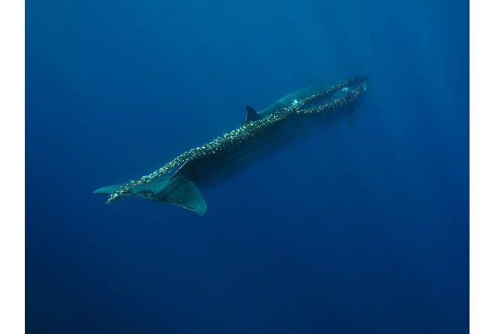 Mention honorable - Protection des océans (impact). © Judith van de Griendt / Ocean photographer of the year
