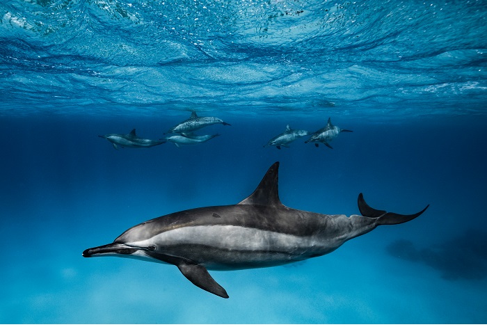 Mention honorable - Protection des océans (espoir). © Lucie Pollet / Ocean photographer of the year