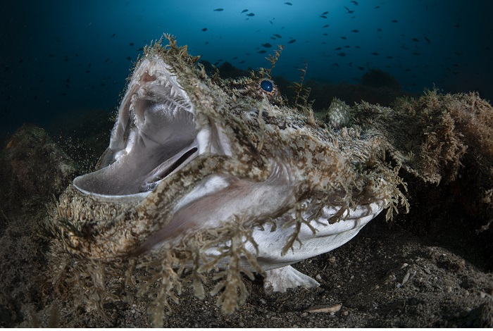 Mention honorable - Vie sauvage. © Massimo Zannini / Ocean photographer of the year