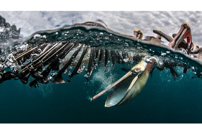 Mention honorable - Vie sauvage. © Simone Caprodossi / Ocean photographer of the year