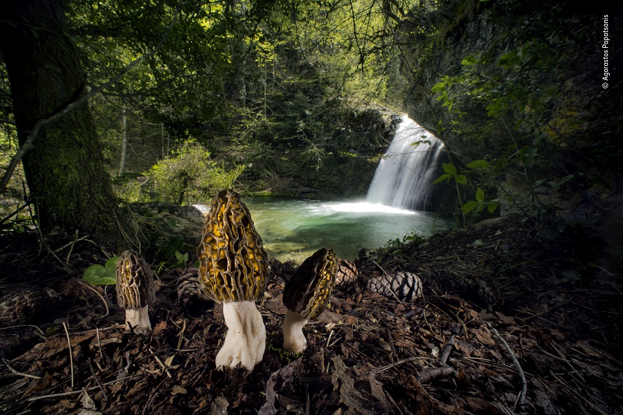 Prix plantes et champignons. © Agorastos Papatsanis, Wildlife Photographer of the Year