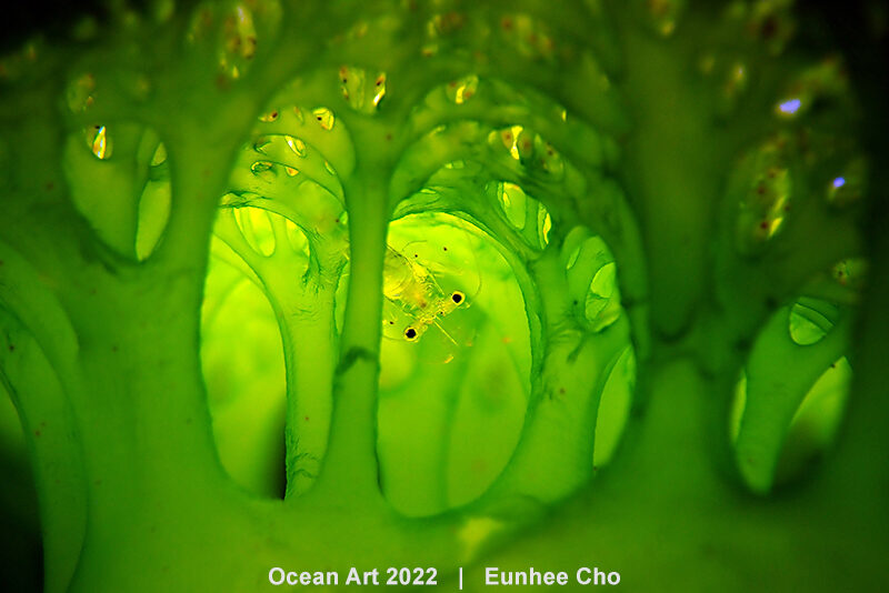 1er prix - Macro - appareil compact © Eunhee Cho - Ocean Art 2022