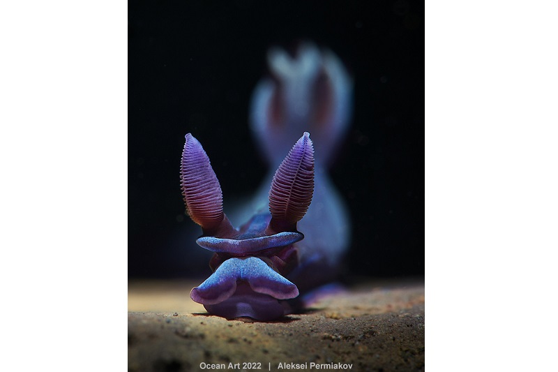 1er prix - Nudibranche © Aleksei Permiakov - Ocean Art 2022
