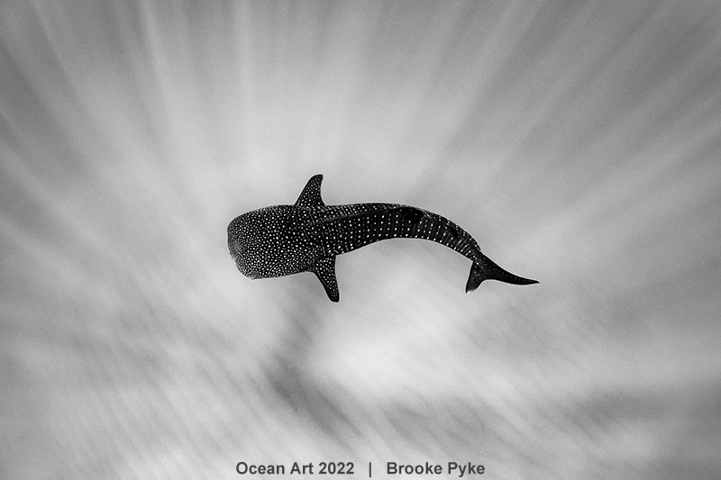 2ème prix - Noir et blanc © Brooke Pyke - Ocean Art 2022