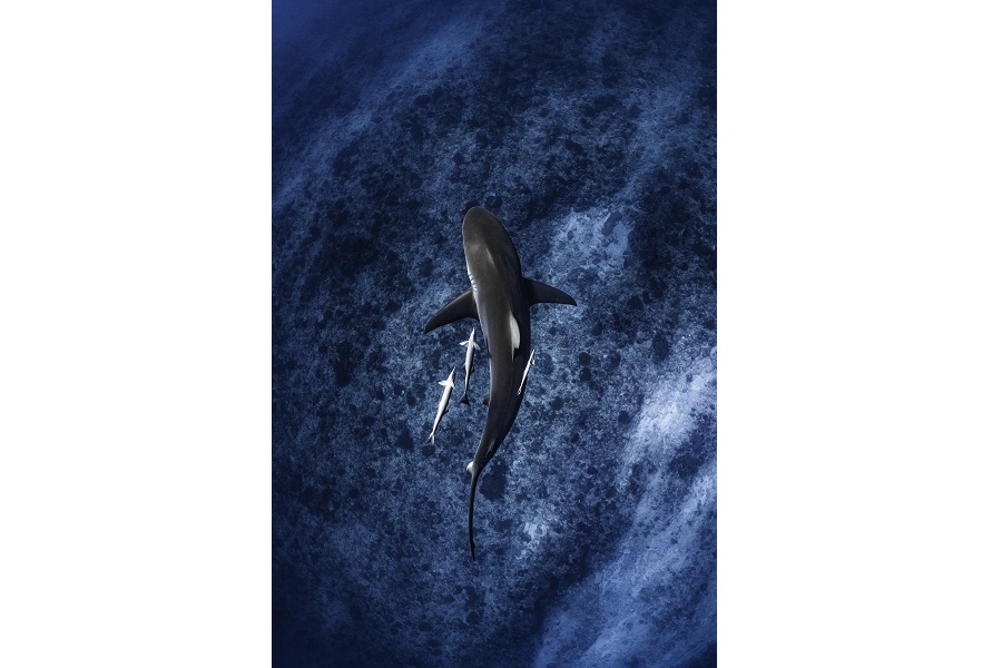 3ème prix requins © Oliver Clarke - World Shootout 2022