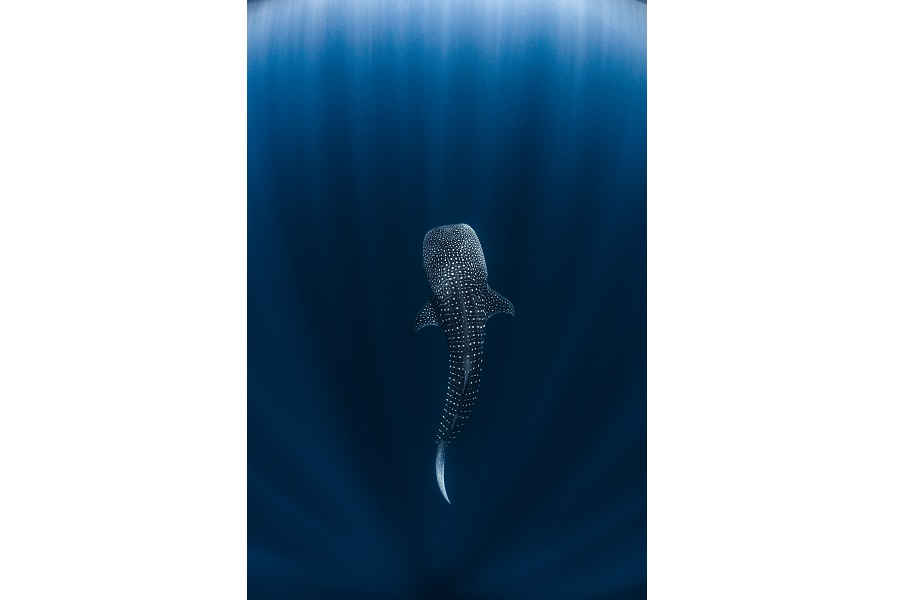 3ème prix requins © Oliver Clarke - World Shootout 2022
