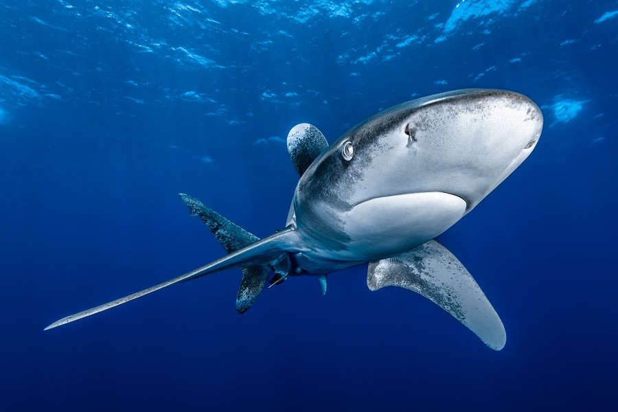 2ème prix requins © Remuna Beca - World Shootout 2022