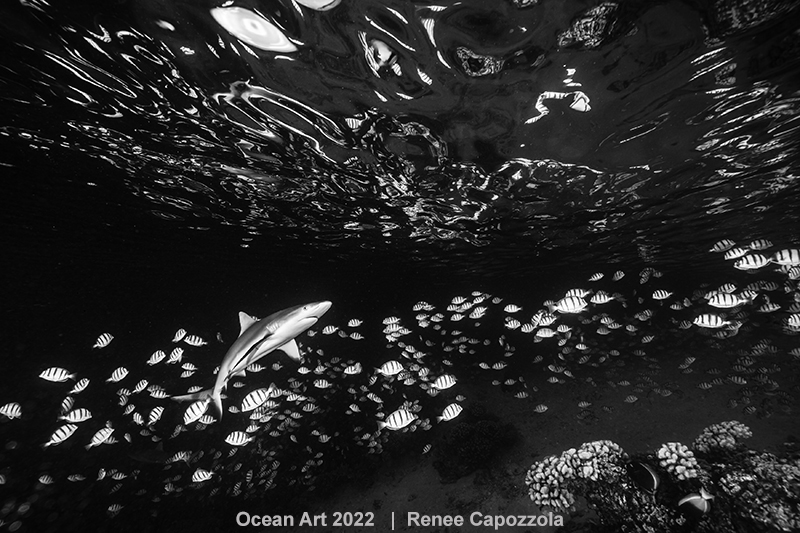 Mention Honorable - Noir et blanc © Renee Capozzola - Ocean Art 2022