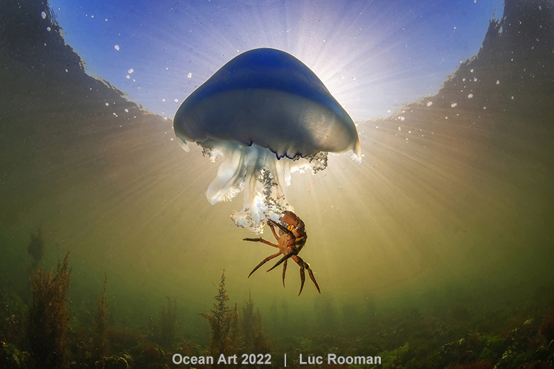 Mention honorable - Comportement animalier © Rooman Zeepaddestoel - Ocean Art 2022