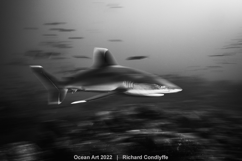 Mention Honorable - Noir et blanc © Richard Condlyffe - Ocean Art 2022