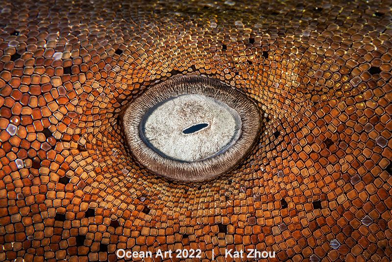 Mention honorable - Macro © Kat Zhou - Ocean Art 2022