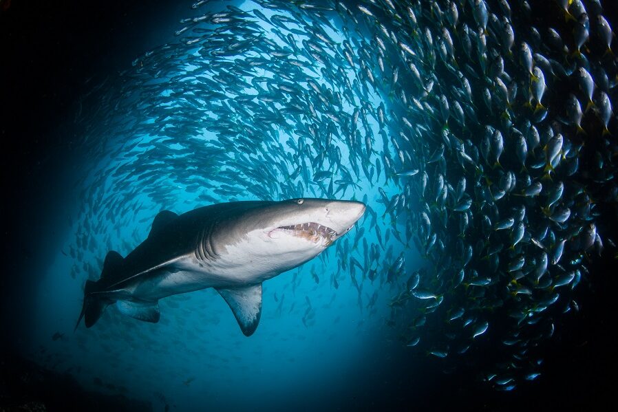 1er prix requins © Nicolas Remy - World Shootout 2022