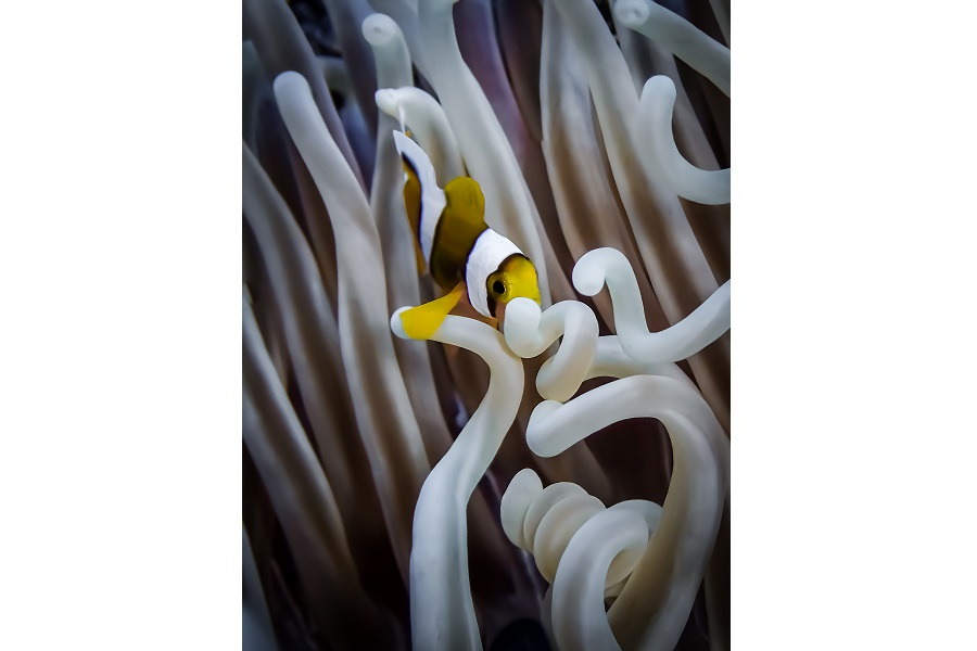 Hippocampe d'argent - Portfolio amateur © Marie Gouliardon - Festival international de l'image sous-marine de Mayotte