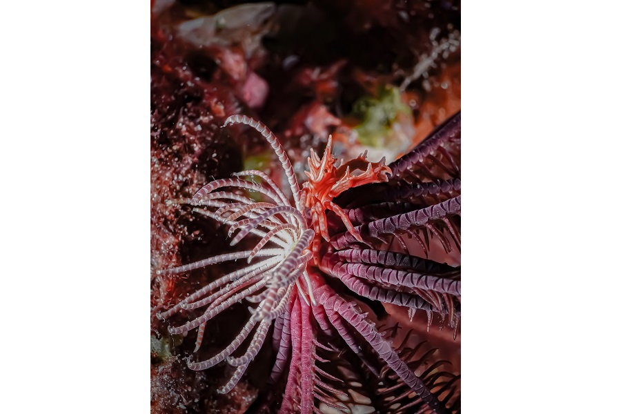 Hippocampe d'argent - Portfolio amateur © Marie Gouliardon - Festival international de l'image sous-marine de Mayotte