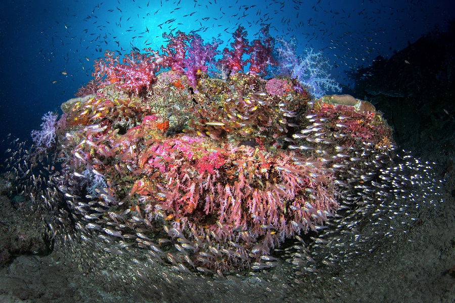 Hippocampe d'argent - Portfolio expert © Cédric péneau - Festival international de l'image sous-marine de Mayotte