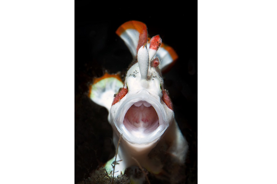 Hippocampe d'argent - Portfolio expert © Cédric péneau - Festival international de l'image sous-marine de Mayotte