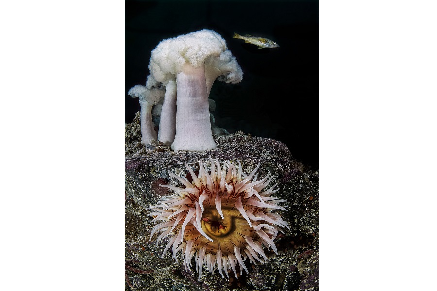 Hippocampe de bronze - Portfolio expert © Claudio Zori - Festival international de l'image sous-marine de Mayotte