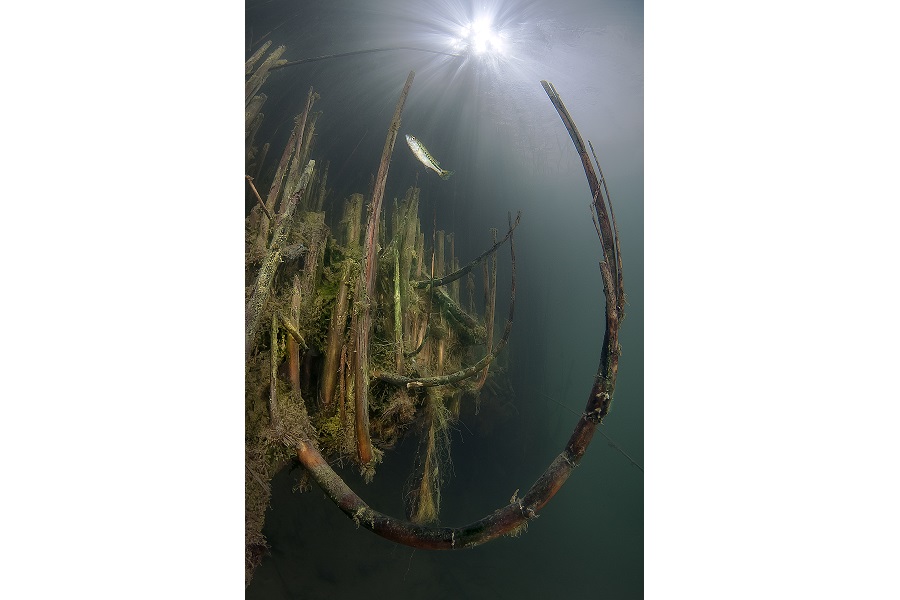 Hippocampe de bronze - Portfolio expert © Claudio Zori - Festival international de l'image sous-marine de Mayotte