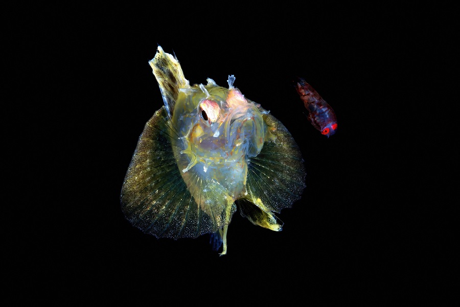 Hippocampe de bronze - Trio thématique expert © Christophe Kazmierski - Festival international de l'image sous-marine de Mayotte
