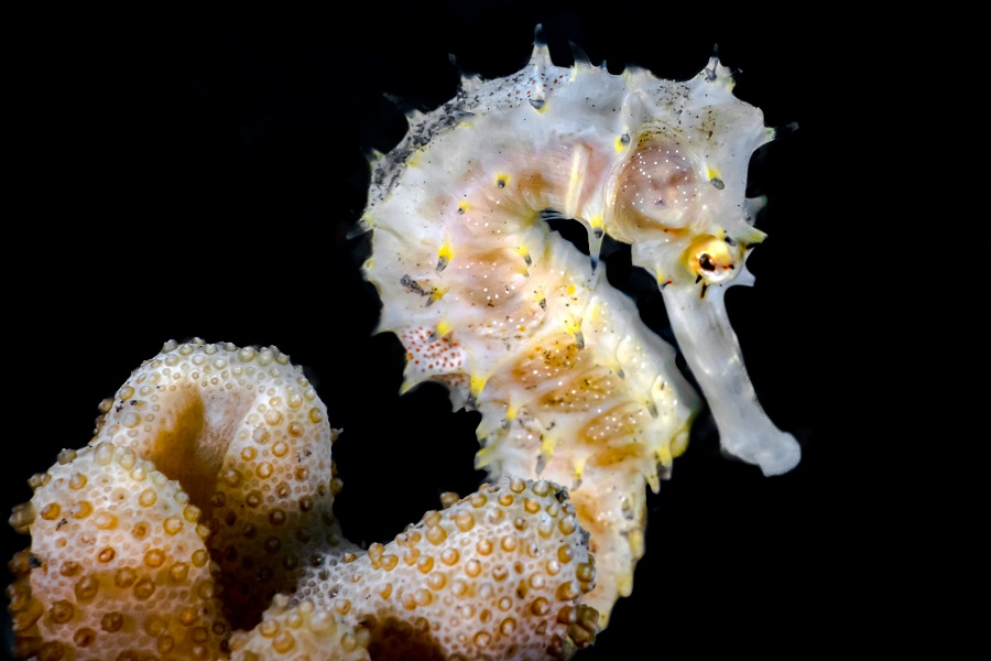 Hippocampe d'or - Portfolio amateur © Sophie Rusca - Festival international de l'image sous-marine de Mayotte