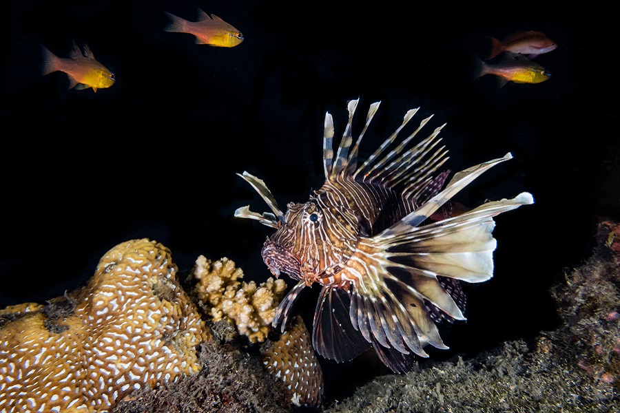 Hippocampe d'or - Portfolio amateur © Sophie Rusca - Festival international de l'image sous-marine de Mayotte