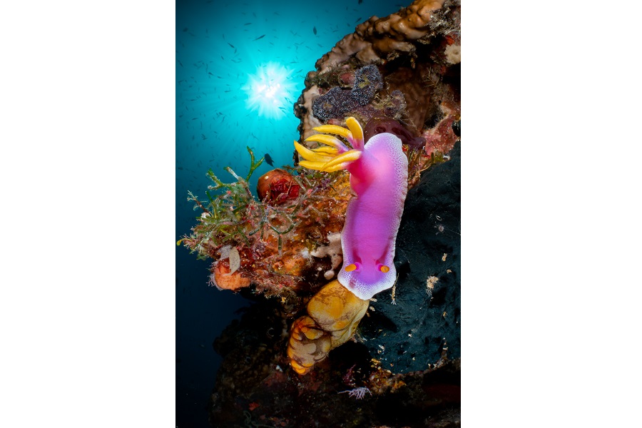Hippocampe d'or - Portfolio expert © Galice Hoarau - Festival international de l'image sous-marine de Mayotte