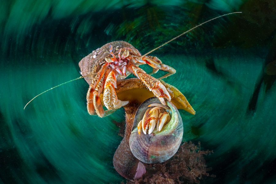 Hippocampe d'or - Portfolio expert © Galice Hoarau - Festival international de l'image sous-marine de Mayotte