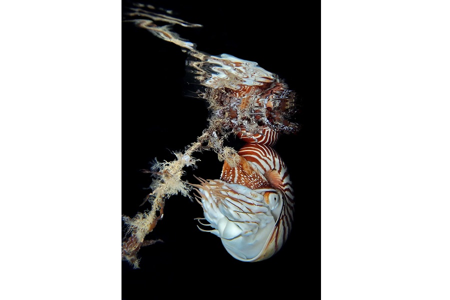 Hippocampe d'or - Trio thématique expert © Jack Berthomier - Festival international de l'image sous-marine de Mayotte